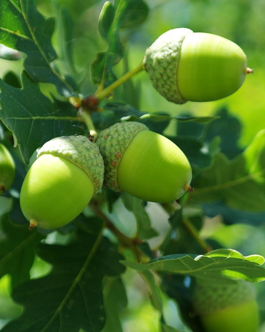 Gemmo | Knospenextrakt Stieleiche