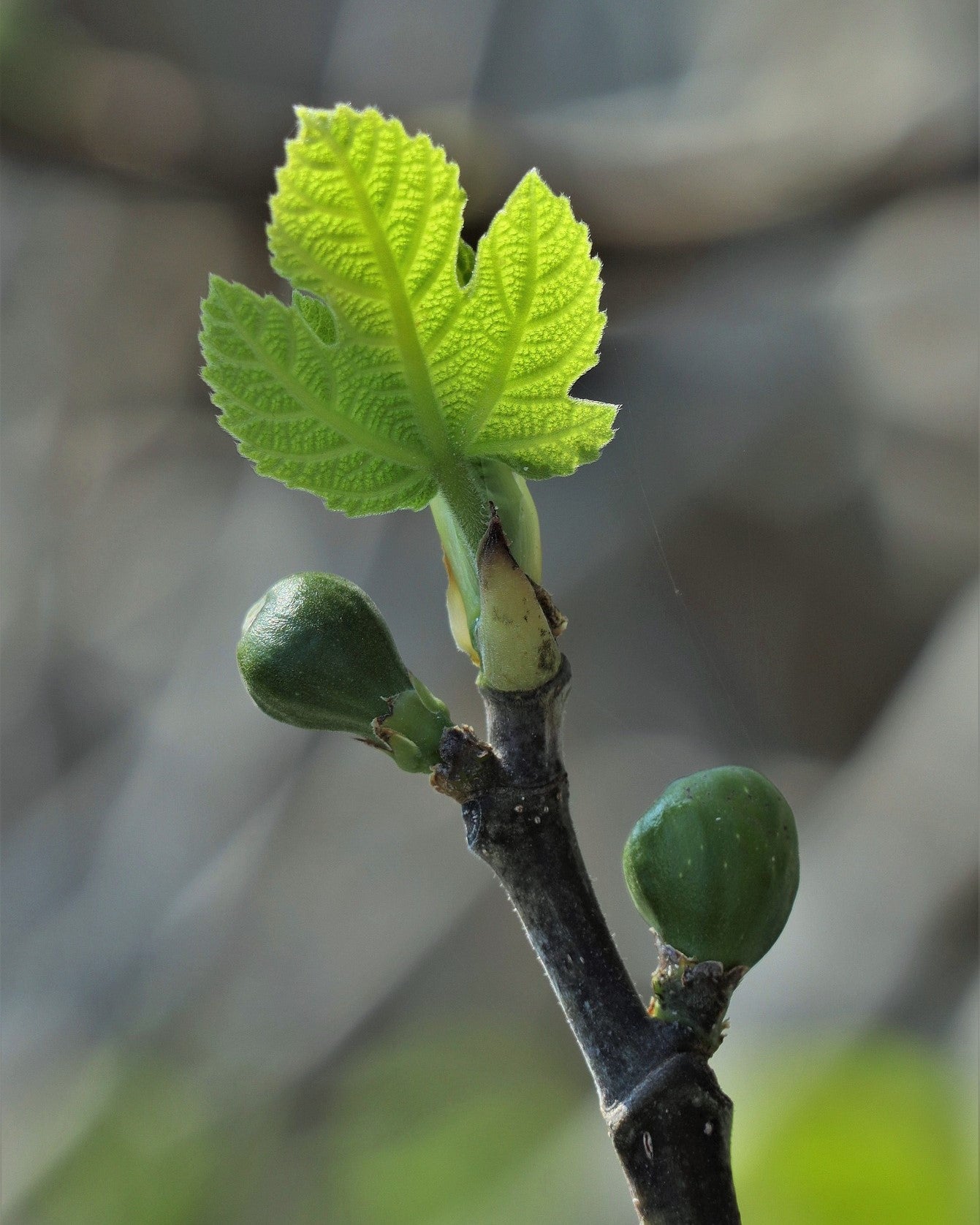 Früchte und Blatt des Feigenbaums