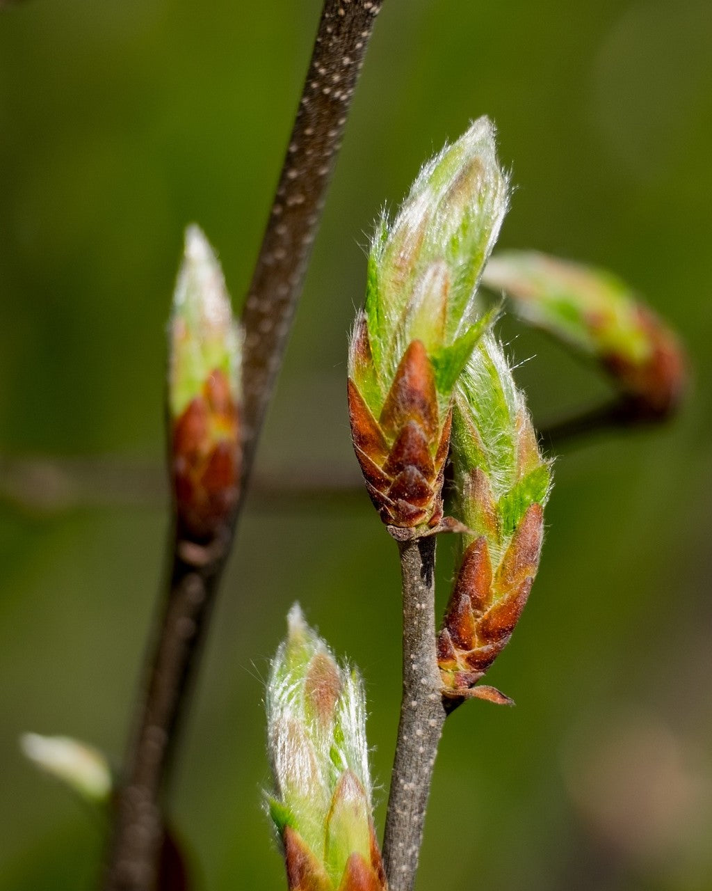 Knospen Hainbuche