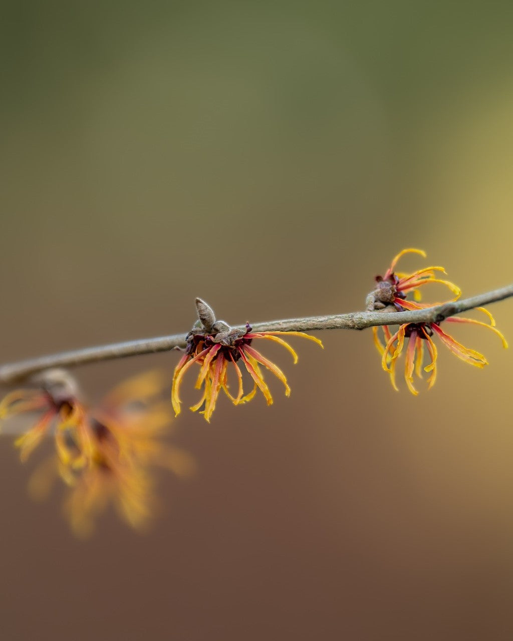 BIO Hamameliswasser | Hydrolat, alkoholfrei