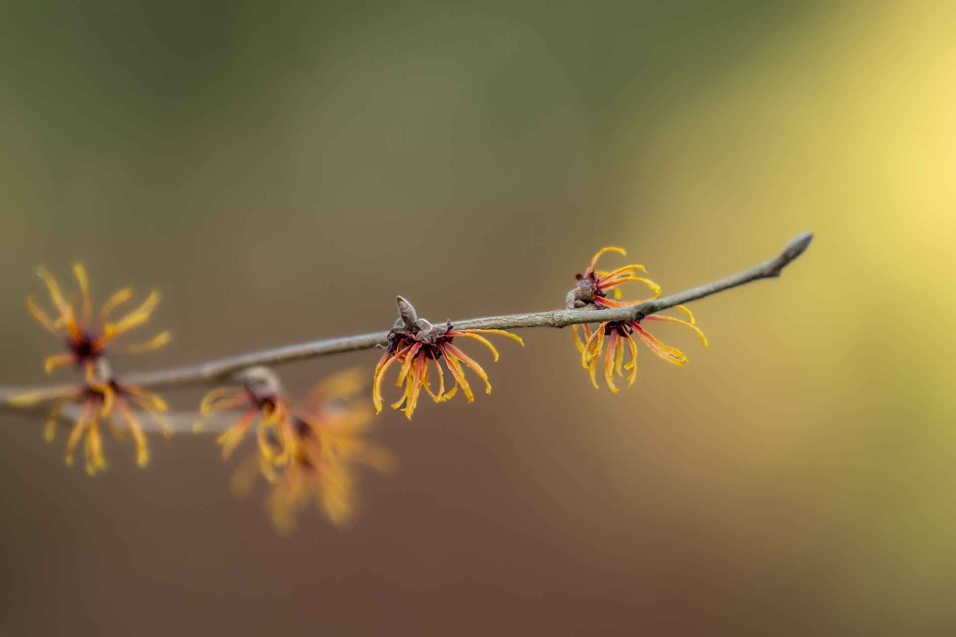 Zweig mit Hamamelisblüten