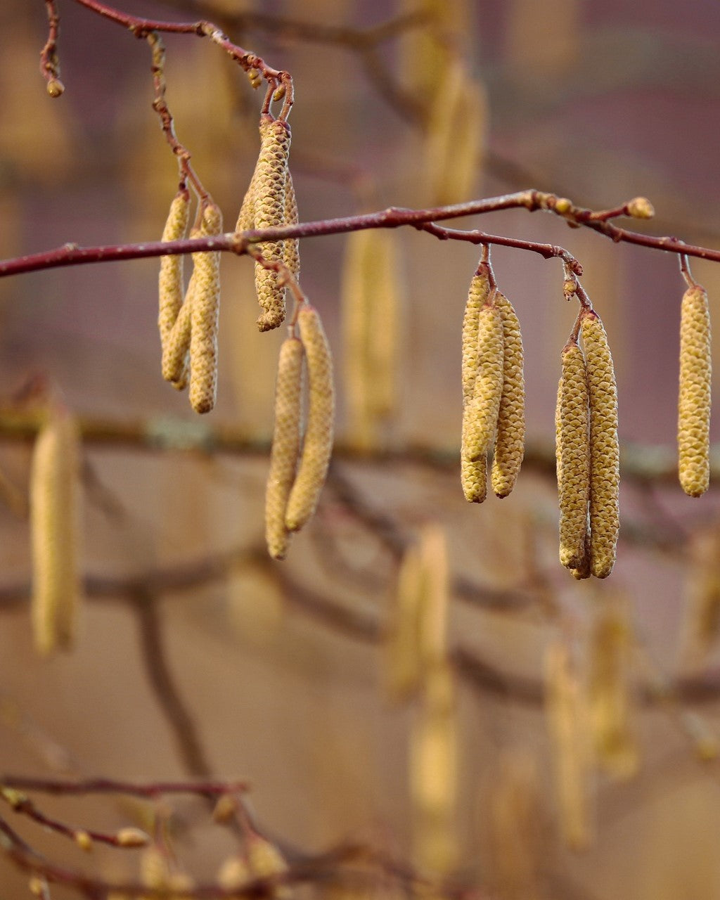 Blüten Haselstrauch
