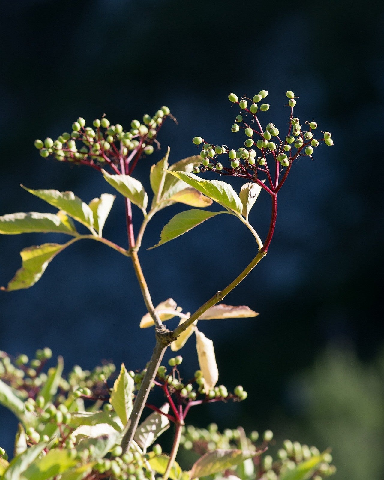 Unreife Beeren Schwarzer Holunder