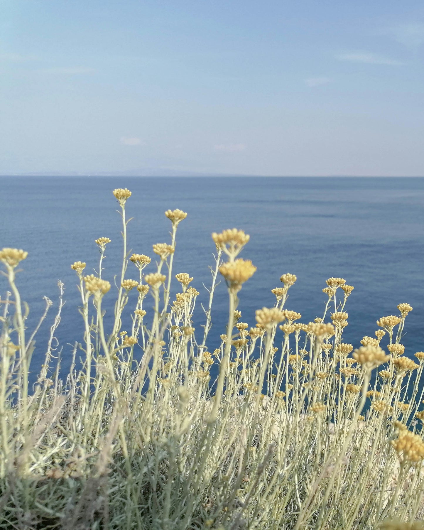 BIO Immortellenwasser | Hydrolat, alkoholfrei