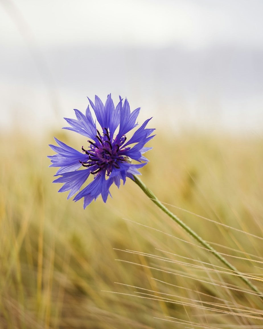 BIO Kornblumenwasser | Hydrolat, alkoholfrei
