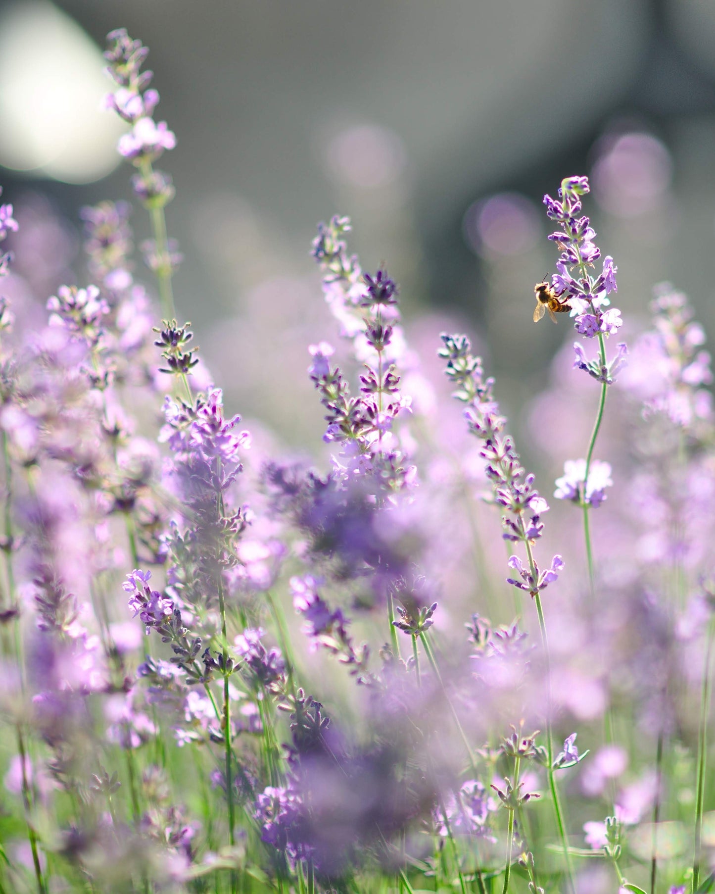BIO Lavendelwasser | Hydrolat, alkoholfrei