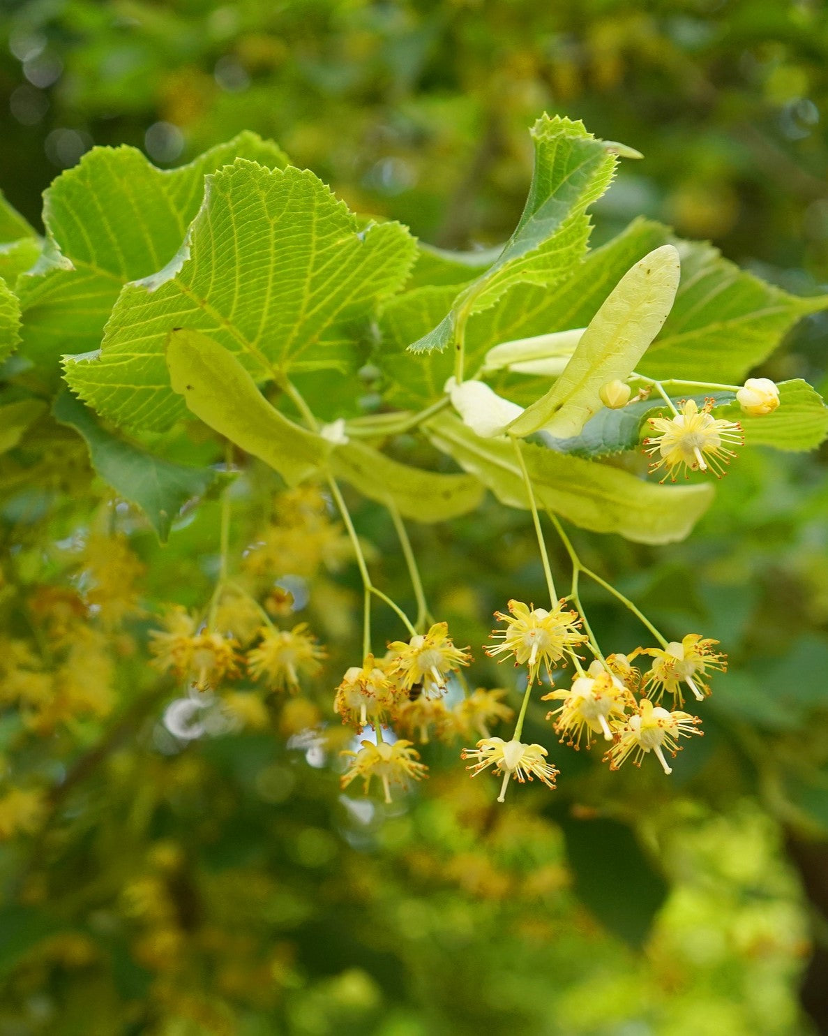Blüten Sommerlinde