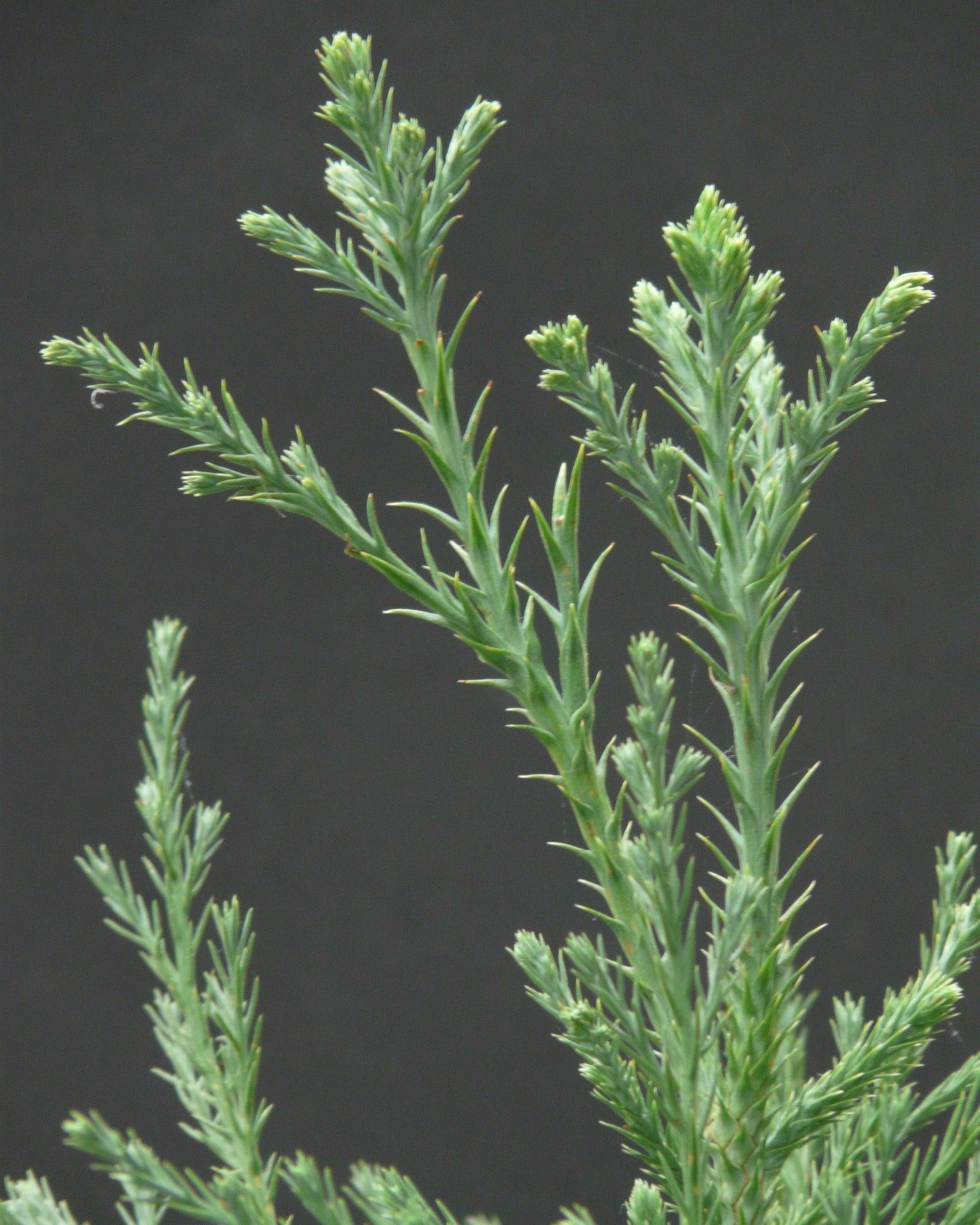 Triebspitzen Mammutbaum