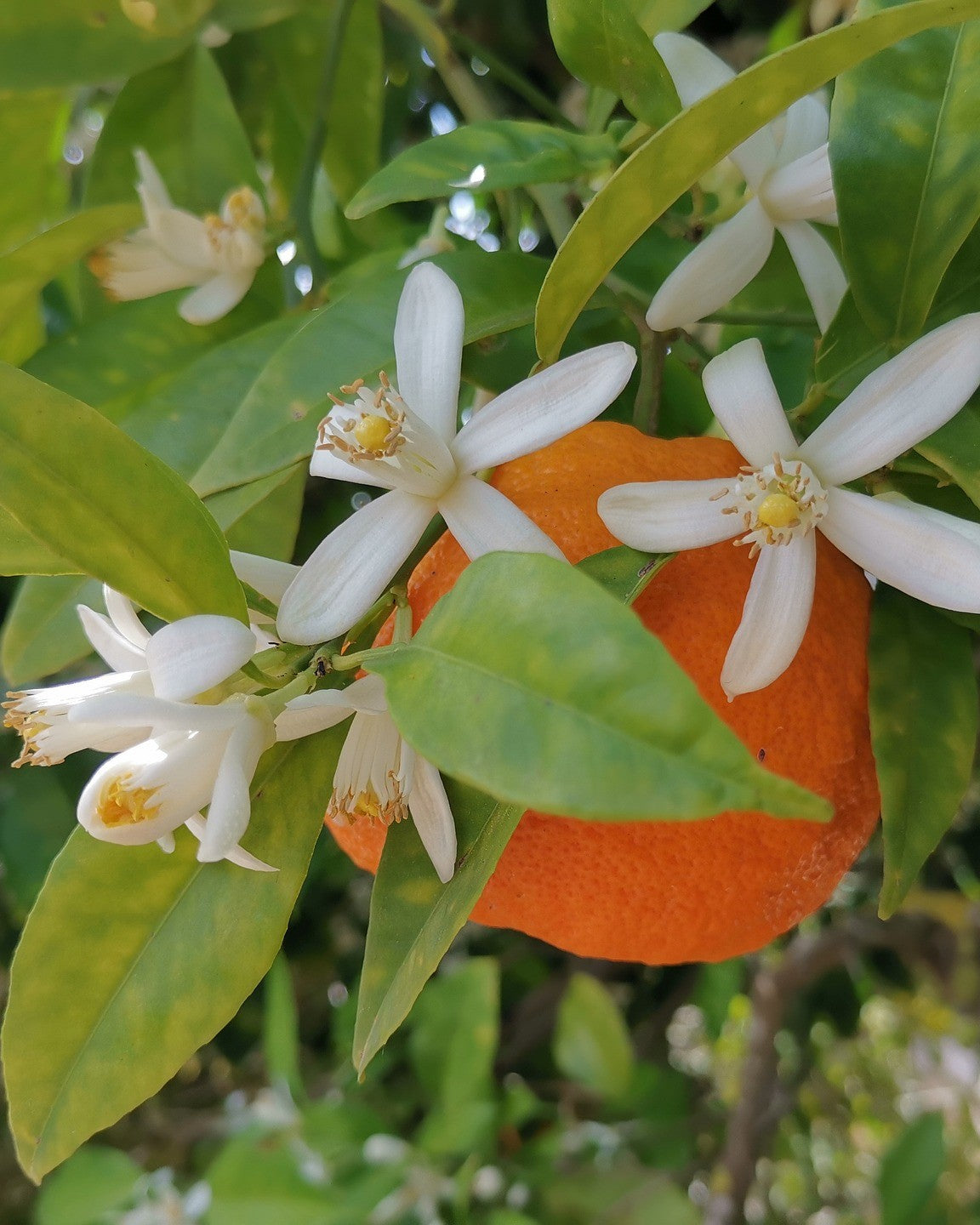 BIO Orangenblütenwasser | Hydrolat, alkoholfrei