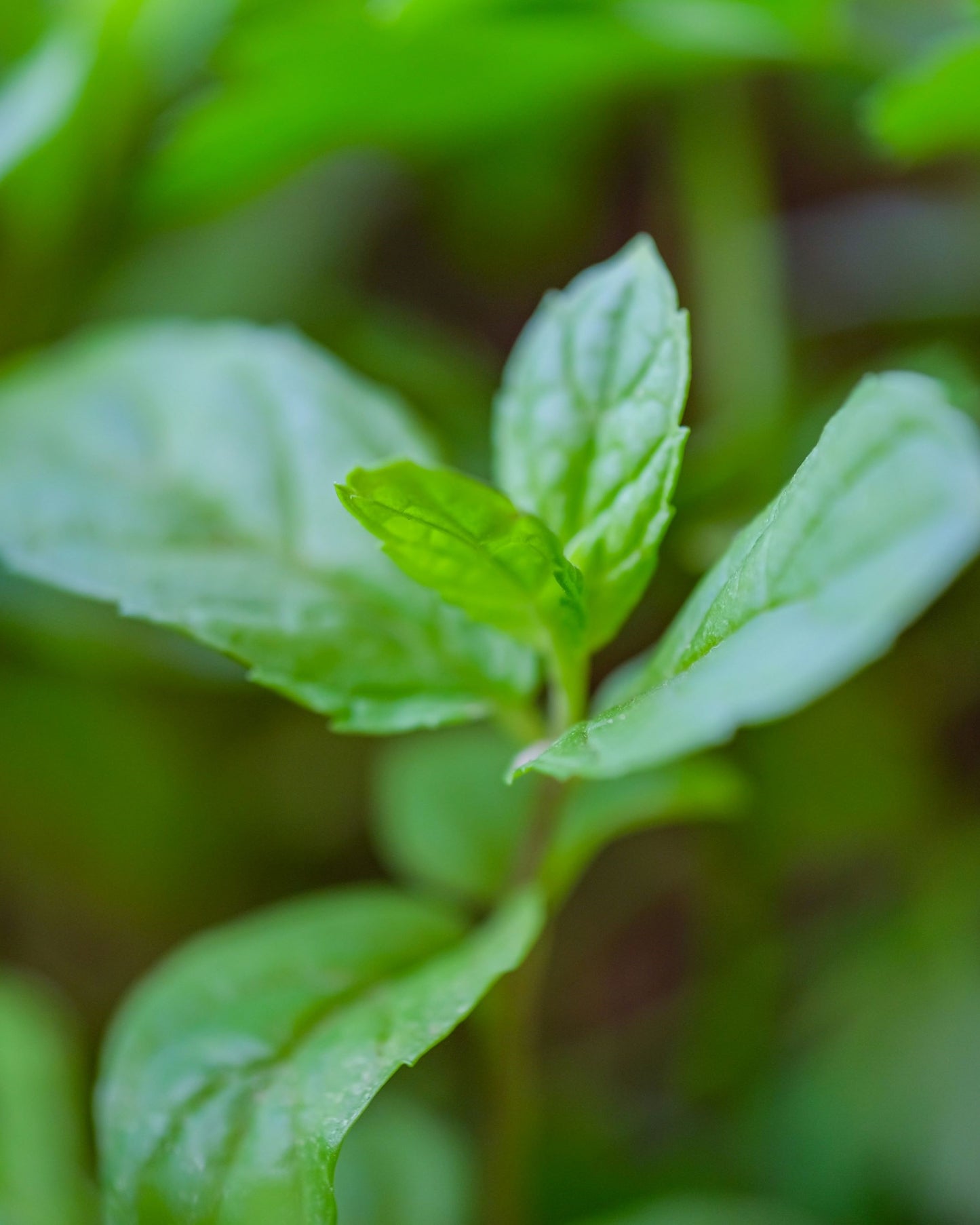 BIO Pfefferminzwasser | Hydrolat, alkoholfrei