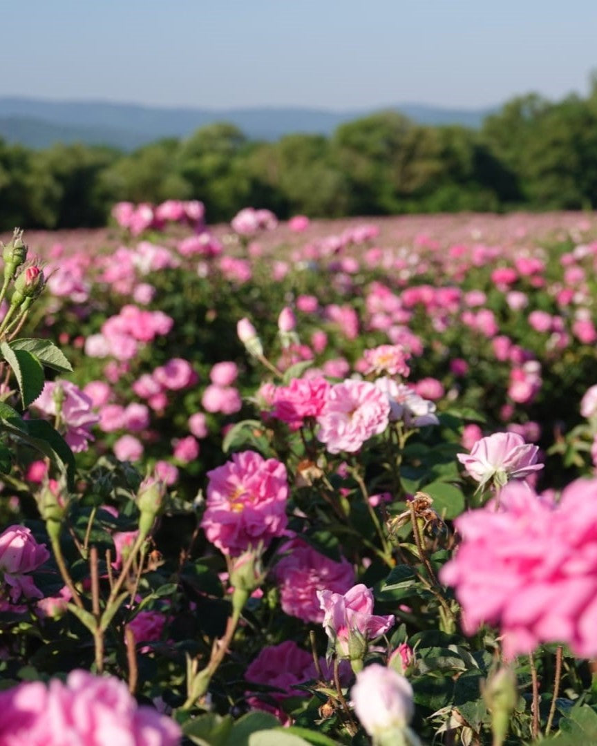 BIO Rosenblütenwasser | Hydrolat, alkoholfrei
