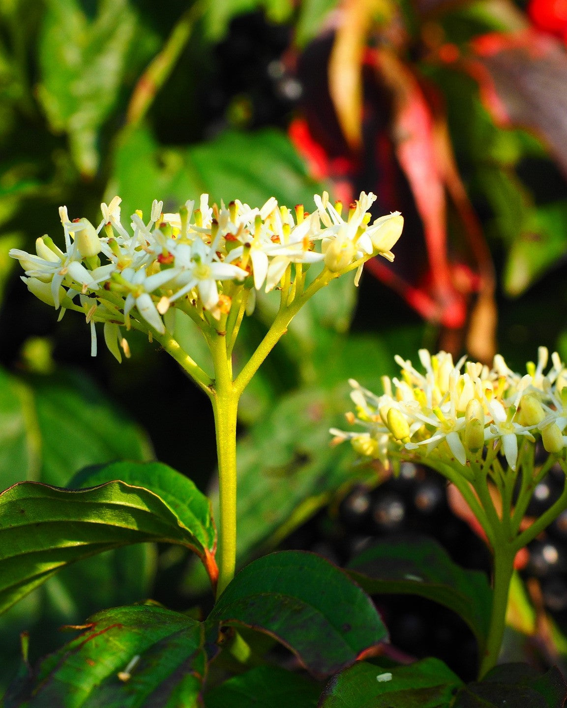 Blüten Roter Hornstrauch