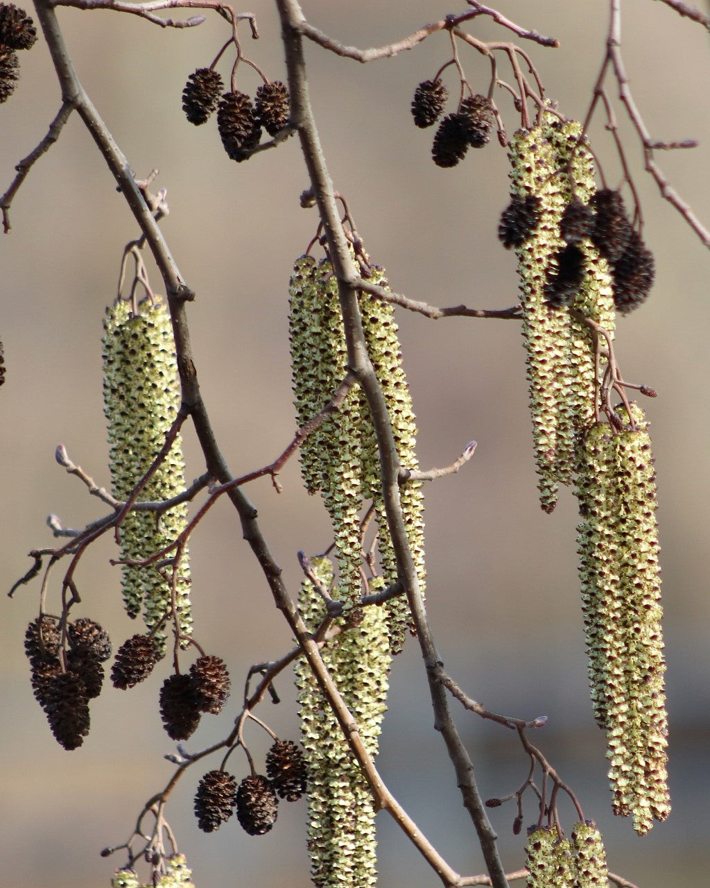 Blüten Schwarzerle