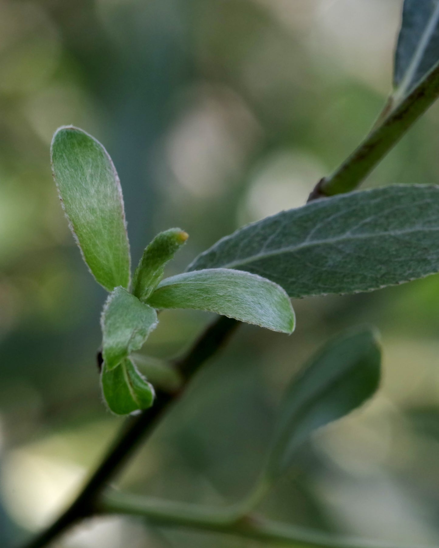 Gemmo | Knospenextrakt Silberweide