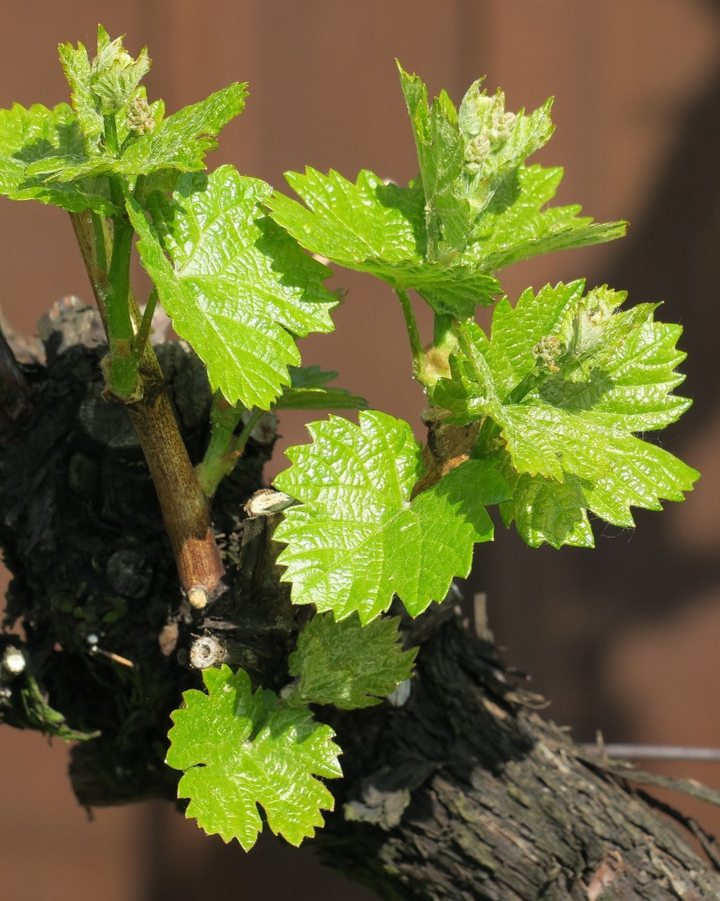 Gemmo | Knospenextrakt Weinrebe