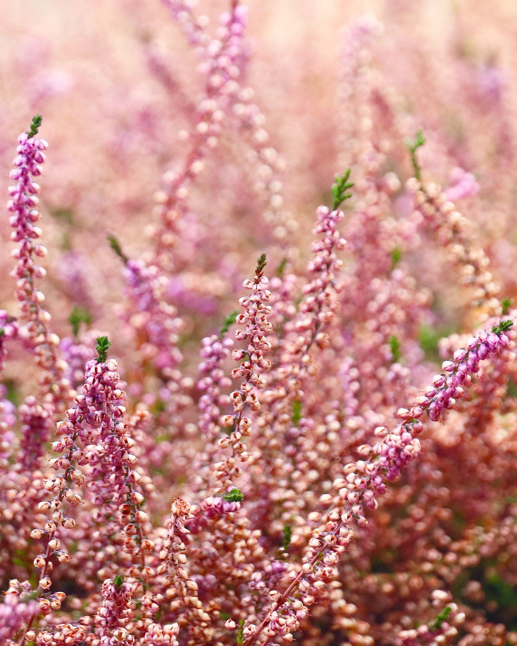 Blüten Besenheide