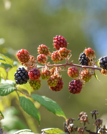 Früchte Brombeere