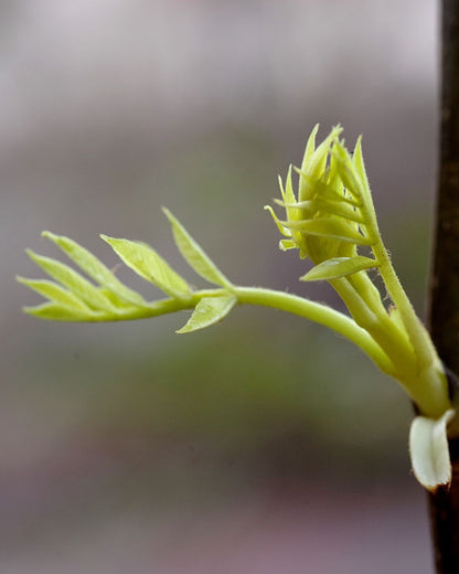 Knospentrieb der Gewöhnlichen Esche