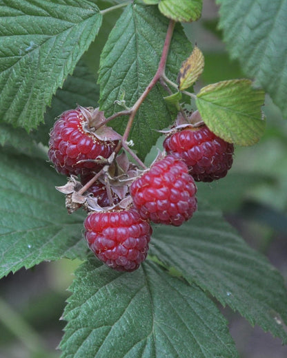 Gemmo | Knospenextrakt Himbeere