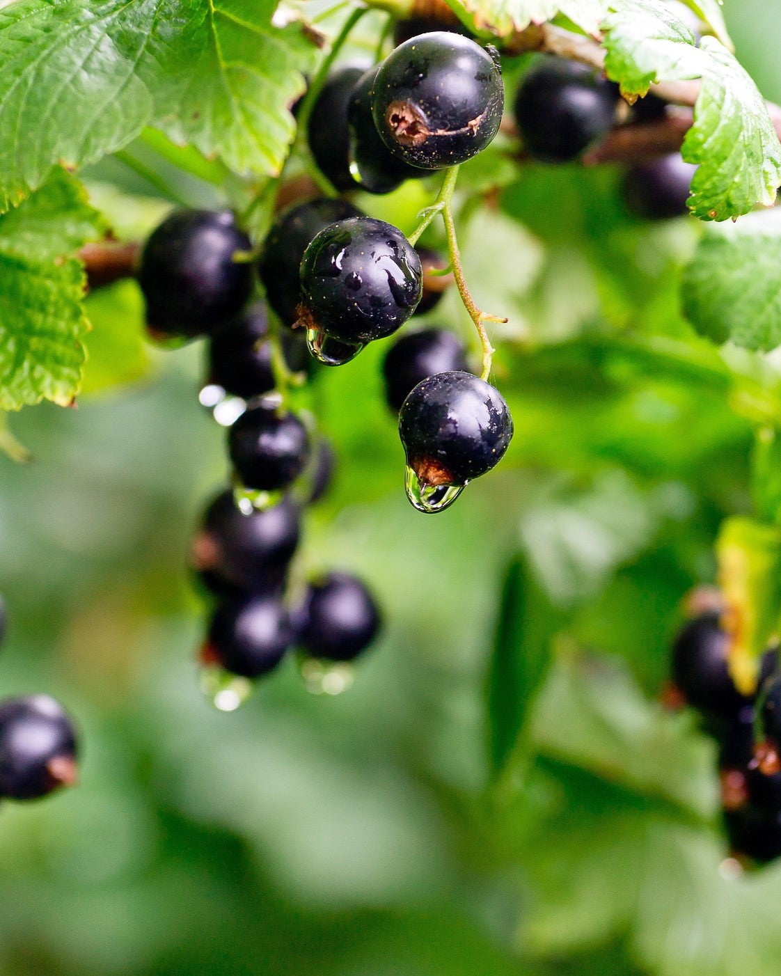 Früchte Schwarze Johannisbeere